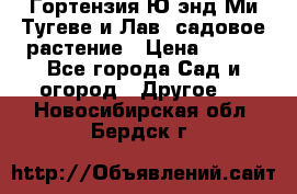 Гортензия Ю энд Ми Тугеве и Лав, садовое растение › Цена ­ 550 - Все города Сад и огород » Другое   . Новосибирская обл.,Бердск г.